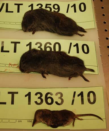 Leverflundror hos gråsäl har i några fall orsakat grava leverskador till följd av kraftiga parasitangrepp. Parasitförekomsten har på några år gått från enstaka fall till 25% av undersökta gråsälar.