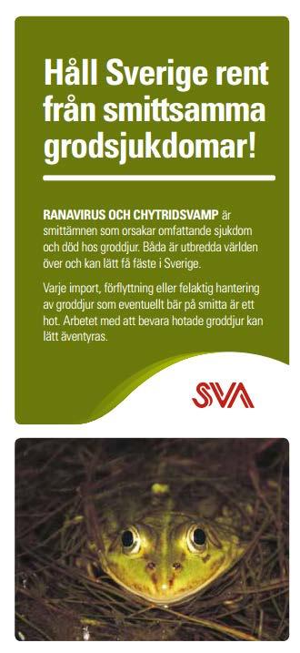 CHYTRIDSVAMP HOS GRODDJUR Under 2010 påvisades för första gången smittämnet chytridsvamp hos frilevande groddjur i Sverige Vanlig groda.