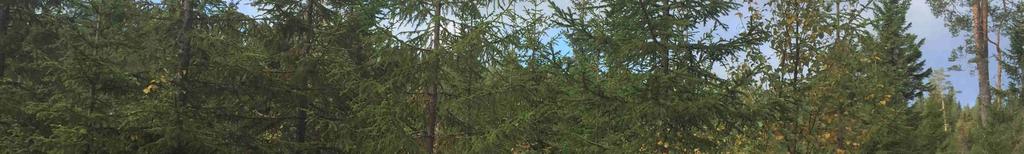 Malung-Sälen Mobyarna ga:3 Förvaltning Kvilsele-Lybergets samfällighetsförening.