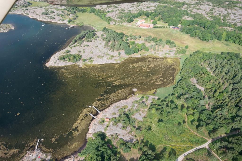 kustområden längs Bohuskusten under ett par decennier. Utbredningen undersöks genom analys av flygfoton av ett antal slumpvis utvalda vikar.