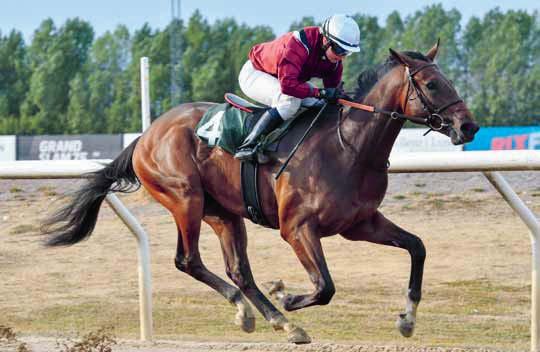Svenskt Kriterium Jamaica Joker Face Svenskt Kriterium är den främsta löpningen för tvååriga skandinaviskuppfödda hästar och distansen är en av de längsta för årgången.