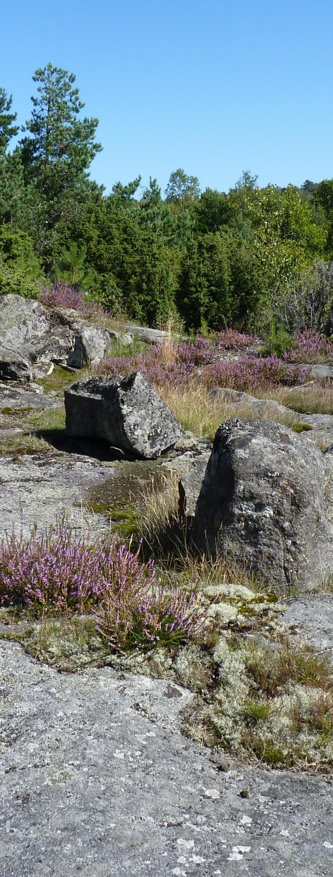 Detaljplan för bostäder norr om Uggledal Hasselsnok och större