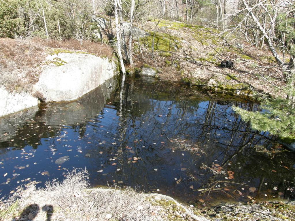 Hasselsnok och större vattensalamander underlag för prövning