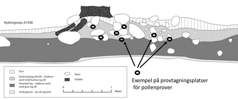 mikrometer). Andelen partiklar är högt i samtliga prover och visar att röjningsbränning kan ha förekommit. Makrofossilanalys Proverna är torkade och floterade vid ankomst.