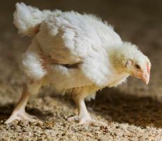 Gödselrötningsprojekt 2 vid JTI Samrötning av kycklinggödsel och nötflytgödsel i lab-skala. 3 år tillsammans med SLU. 70% av biogasen från kycklinggödsel. Höga ammoniumhalter i rötkammaren!