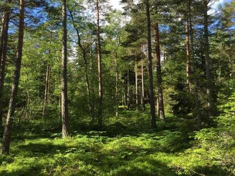 Skogen