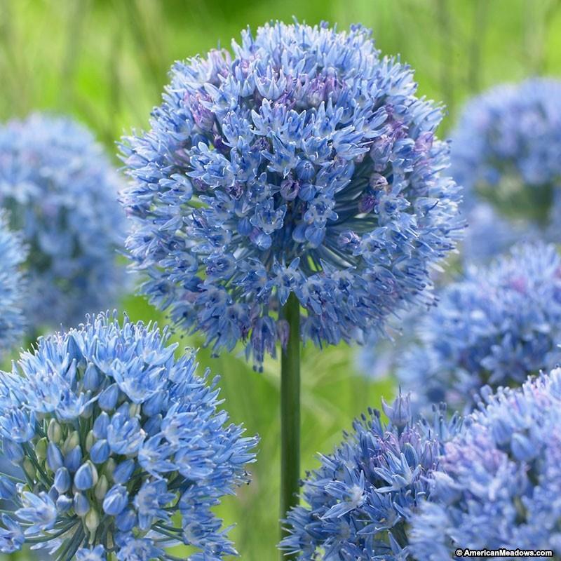 Lökförsäljning 26 september 2018 Nr Sort Ant i påse Pris /på 1 Allium caeruleum 10 25 Azurlök har vackert himmelsblå blombollar som