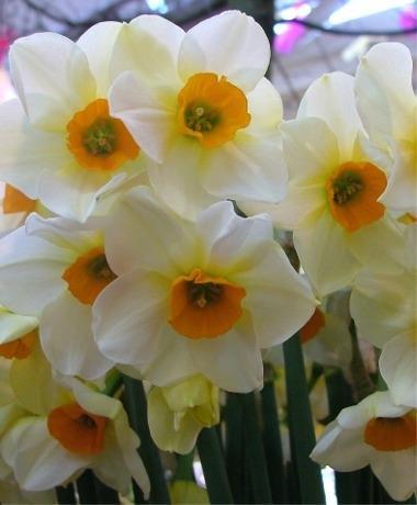 28 Narcissus jonquilla Beautiful Eyes 5 25 Har en ljuvlig, gardenia-liknande doft.