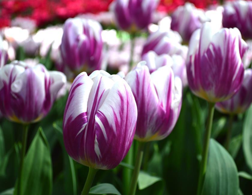 På varje stam 2 till 3 blommor. 29 Tulipa Triumph Flaming Flag 5 20 En mycket utsökt och unik tulpan.