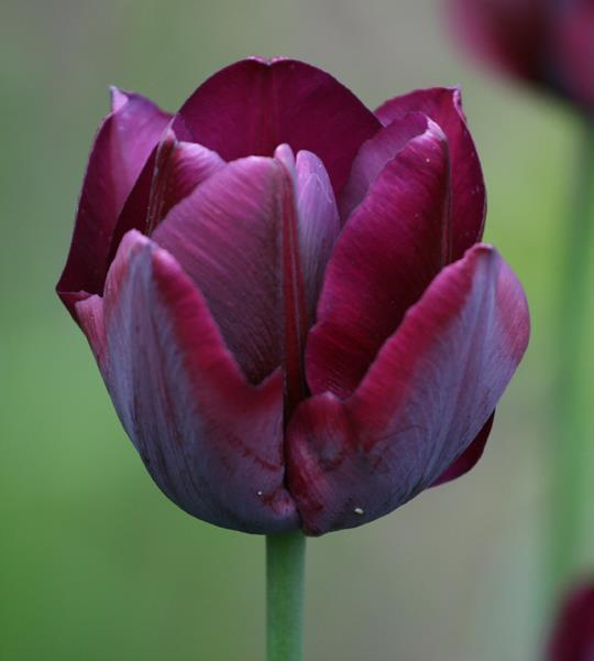 Har en kraftig stam som tål vind och regn. Blommar länge.