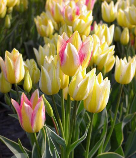 31 Enkla sena Antoinette Multiflower 5 30 Mycket iögonfallande sort, en verklig