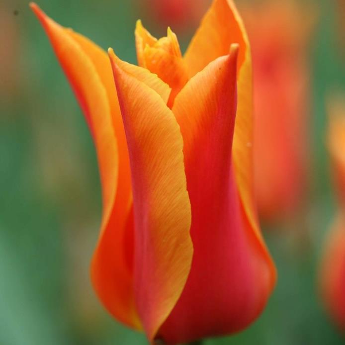 32 Tulipa Liljeblommande Ballerina 5 20 Väldoftande orange sort med svagt citrongula