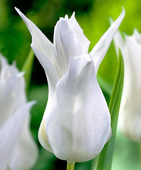 34 Tulipa Liljeblommande Tres Chic 5 20 Snövit med en glimt av rosa i slutet av blomningen på de utvändiga