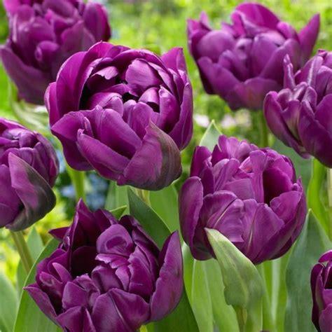 35 Tulipa Dubbel, sen Charming Beauty 5 35 Ett passande namn på denna vackra och charmiga, fullt dubbla