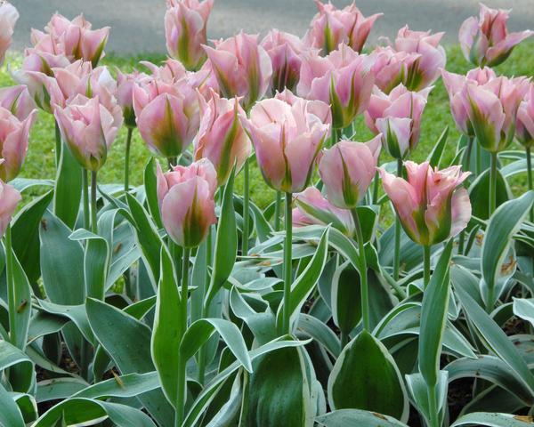 37 Tulipa Viridiflora China Town 5 25 Prisbelönt tulpan som är otroligt vacker med sina phloxrosa kronblad,