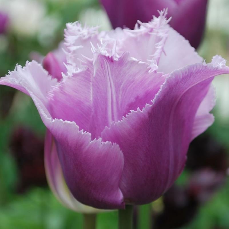 30-40 cm, april-maj 38 Tulipa Fransiga Blue Heron 5 25 En av de underbaraste blå färgerna på en tulpan.