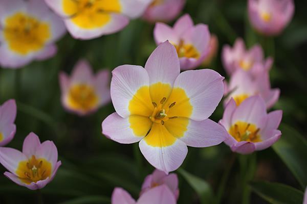 De har breda grågröna blad De är långvariga och fina snittblommor.
