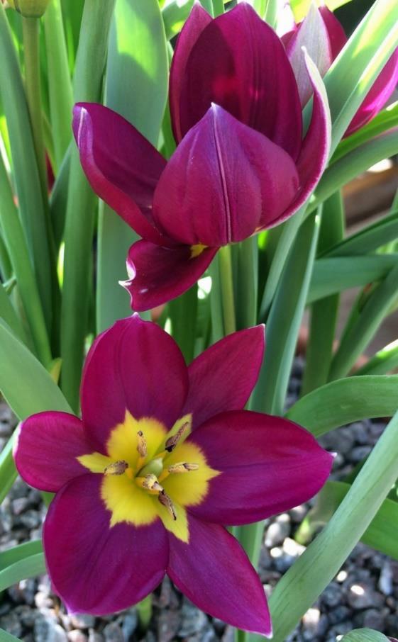 40 Tulipa Humilis Persian Pearl 10 40 En ljuvlig sort med