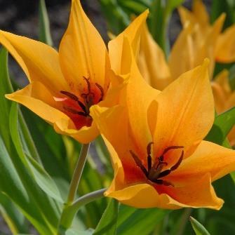 orange blommor, flera blommande. Höjd 20 cm.