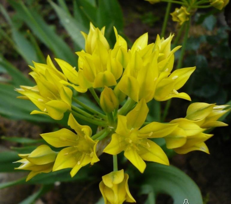 4 Allium moly Jeannine 15 15 En ljus och glad allium med gyllene gula blommor som lyser upp i