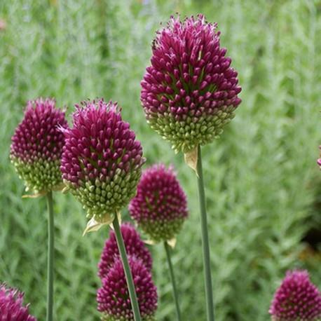 25-40 cm, april-maj 5 Allium sphaeroceph alon 10 10 Mycket dekorativ prydnadslök med upprätta,