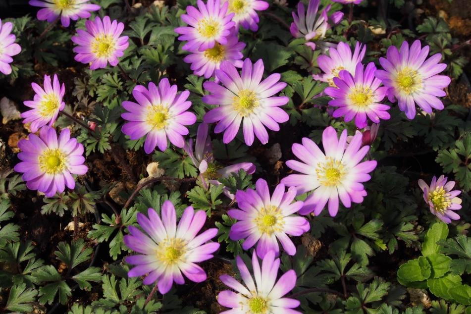 Fin rabattväxt och snittblomma som även attraherar fjärilar. Lång blomningstid.
