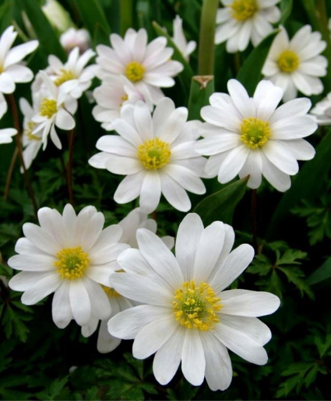 7 AnemoneWh ite Splendour 10 25 Anemone blanda White Splendour är en