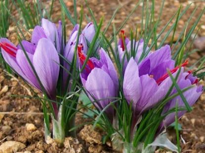 35-40 cm, maj-juli 9 Crocus Sativus, saffranskrokus 10 40 Violet med