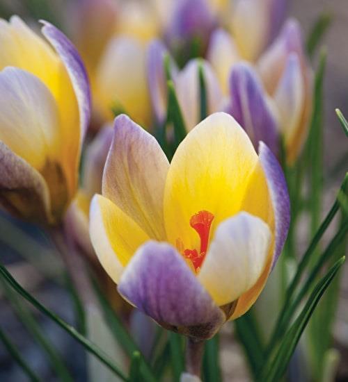 10 Crocus chrysanthus Advance 10 35 Ovanligt tvåfärgad form med en mjuk gulaprikos insida och