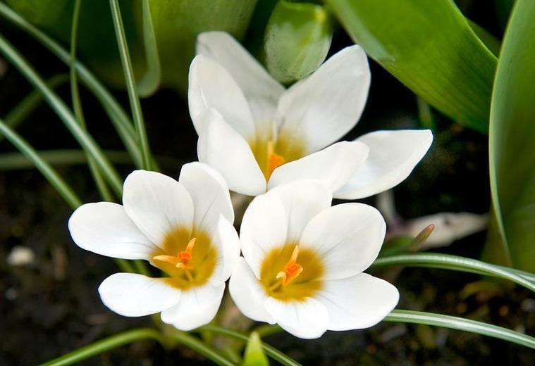 15-20 cm 11 Crocus chrysanthus Ard Schenk 10 15 Stora vita blommor med ett lysande gyllenen hjärta