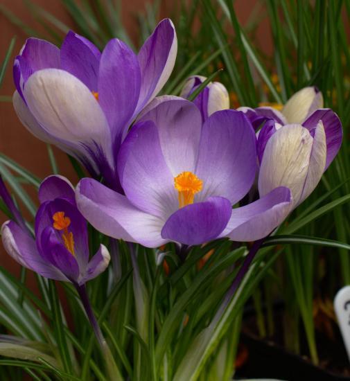 10-15 cm, mars-april 12 Crocus Yalta 10 25 Lila-blå, yttre petals soft violet-blue En unik