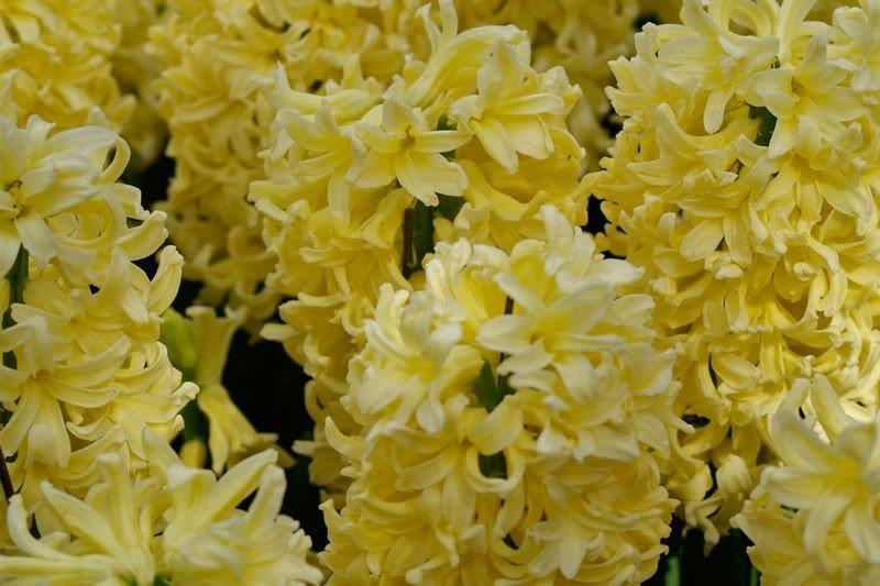 13 Hyacinthus City of Haarlem 3 25 En stor klase av gula blommor som doftar