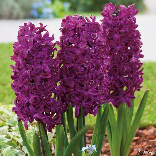 15-25 cm, april 14 Hyacinthus Woodstock 3 25 Mycket vacker hyacint med