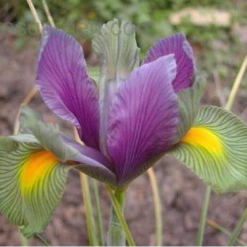 16 Iris hollandicagi psy Beauty 5 20 50-65 cm, juni-juli Underbar