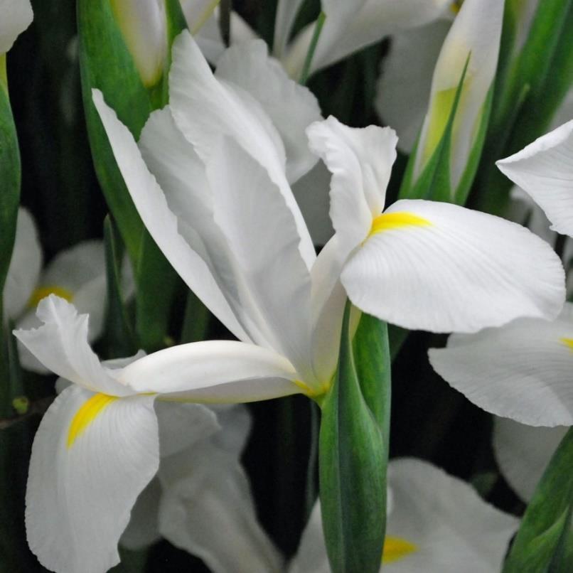 Blommorna är blåvioletta, Skägg i blågrått och gult 50-65 cm,