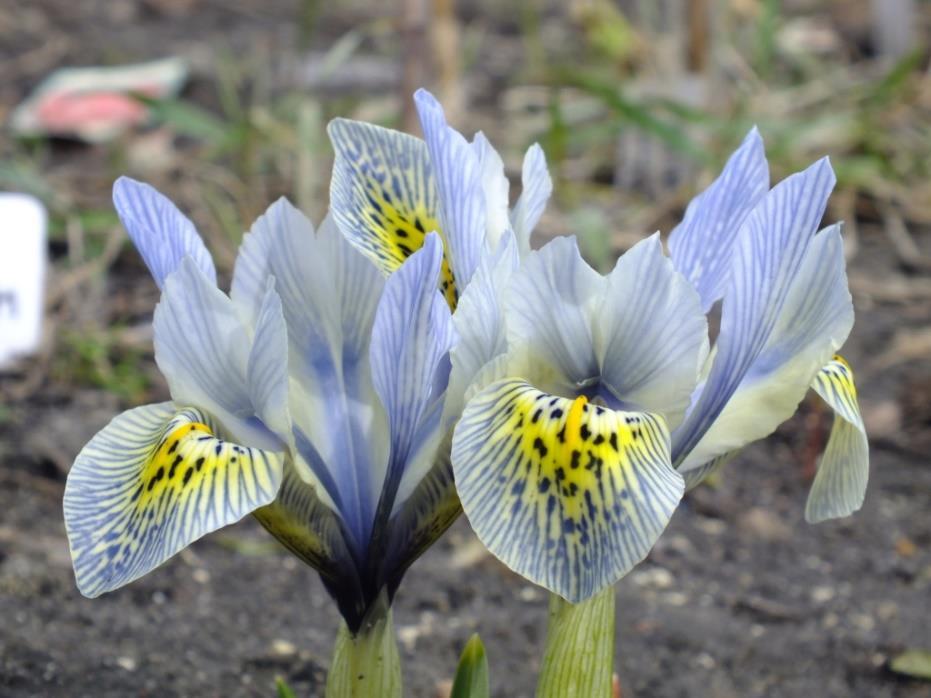 19 Iris reticulata Katharine Hodgkin 15 50 Otroligt vacker med stor