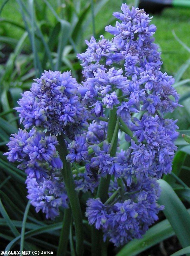 10-15 cm, februarimars 20 Muscari armeniacum Blue Spike 15 30 Blå,