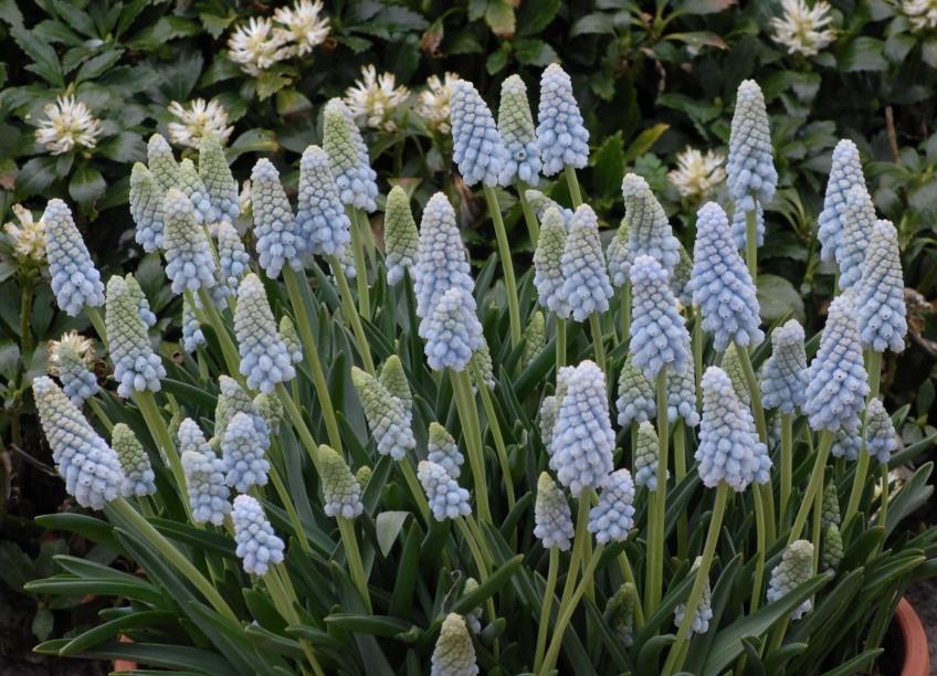 10-20 cm, april Dubbel 21 Muscari Peppermint 15 35 En mjuk blå