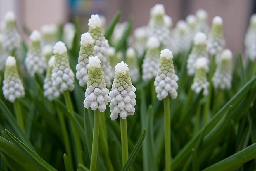 22 Muscari Siberian Tiger 15 40 Doftande vita blommor på