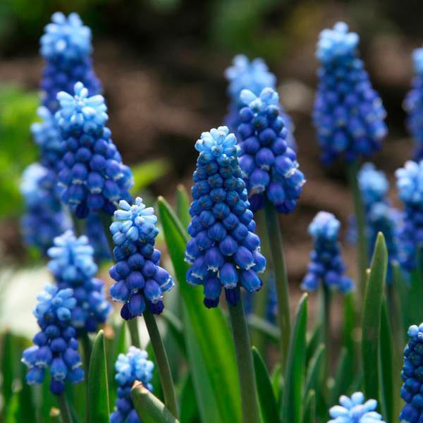 15-20 cm 23 Muscari Aucheri Blue Magic 15 35 Lysande blå