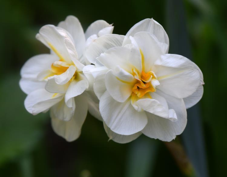 25 Narcissus Sir Winston Churchill 5 20 AGM-belönad sort från 1966