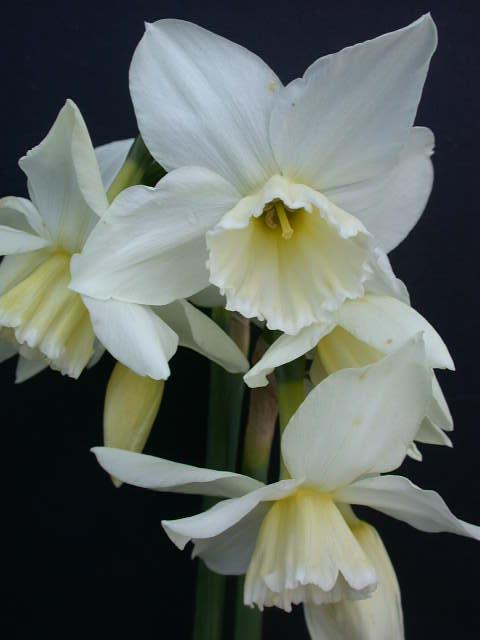 Limegul 20-30 cm, april-maj 27 Tresamble 5 30 Vit, 30-60 cm,
