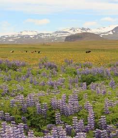 Idag är detta ett av Unescos världsarv men även en nationalpark på grund av sin sköna natur och sitt läge mitt emellan två kontinentalplattor.