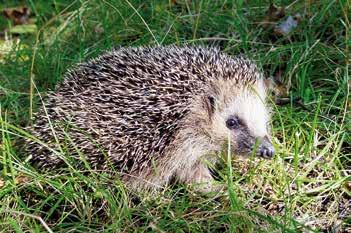 Testa dig själv. Svaren finns hos din lärare. 1. Vilka djurarter finns det flest av i världen? A. Fiskar B. Insekter C. Däggdjur 2. Hur många olika djurarter förutom insekter finns det i världen? A. 475 000 B.
