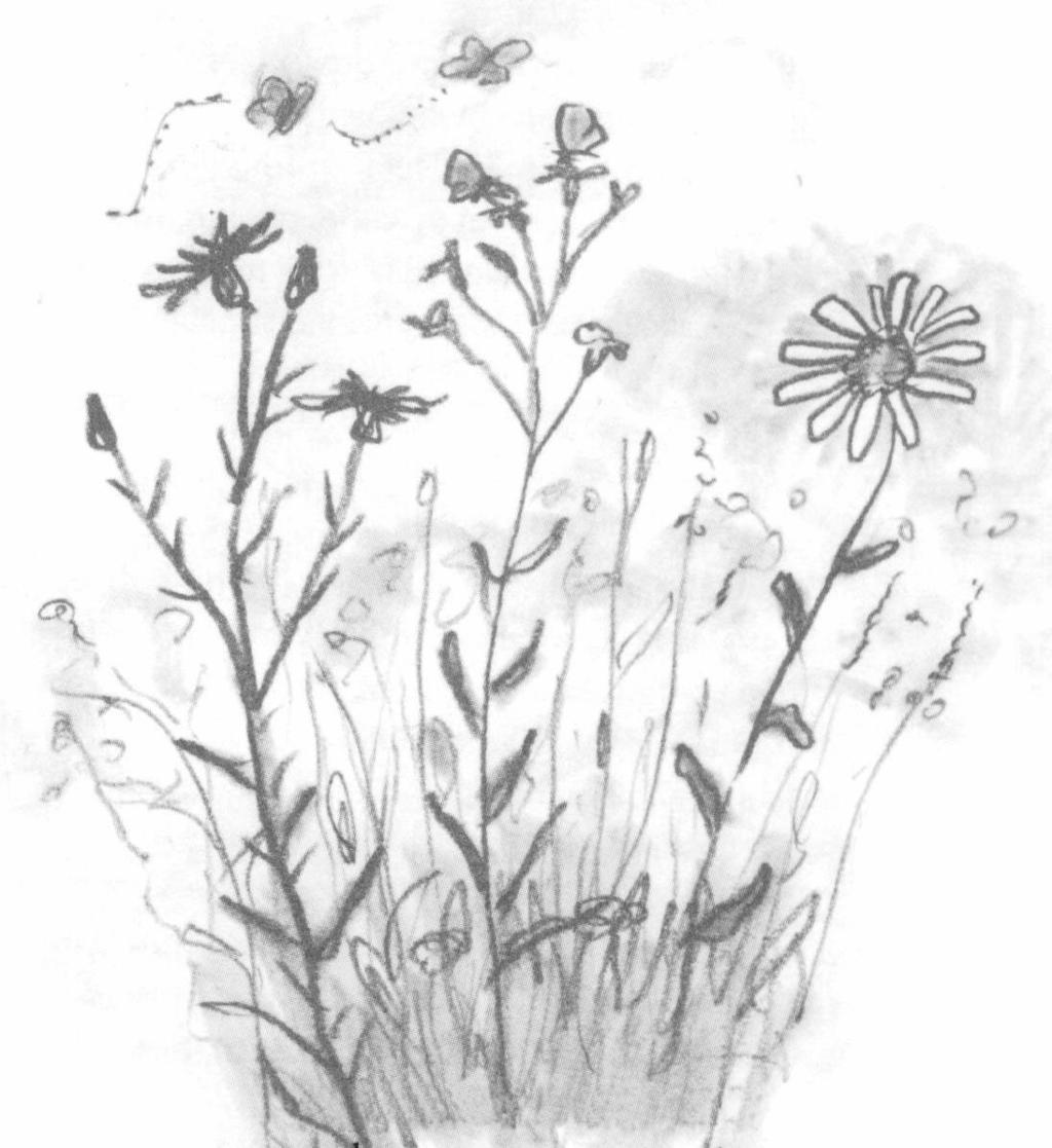 Medlemsblad för Hallsbergs Naturskyddsförening Nr 2 2000 Blommor i jordbrukslandskapet.