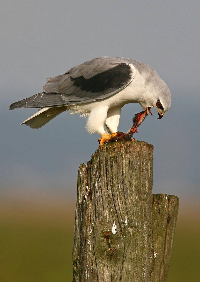 Portugal 6-13 april 2019 Fugle - Orkidéer - Natur -