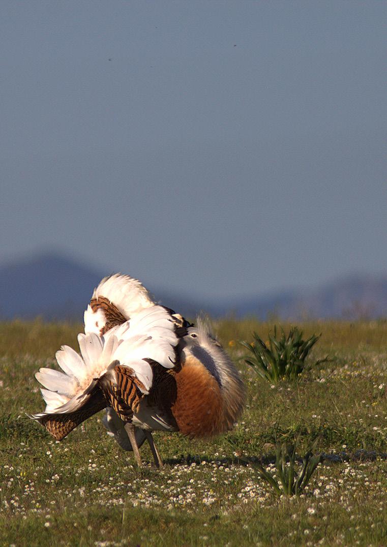 Dag 1. Tidig avresa från Köpenhamn och vi landar under förmiddagen i Faro på Algarvekusten. Från flygplatsen kör vi mot stäppområdet Castro Verde.