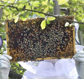 Ett äpple behöver besök från både honungsbin, humlor och vilda bin för att utvecklas på bästa
