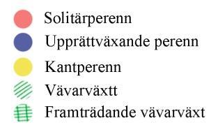 Kantväxten är låg och kompakt. Då kantväxten har en smal yta på 30 centimeter behöver den ha en småbladig textur för att kunna vara tät. Växten är enhetlig och stabil och ramar in hela planteringen.