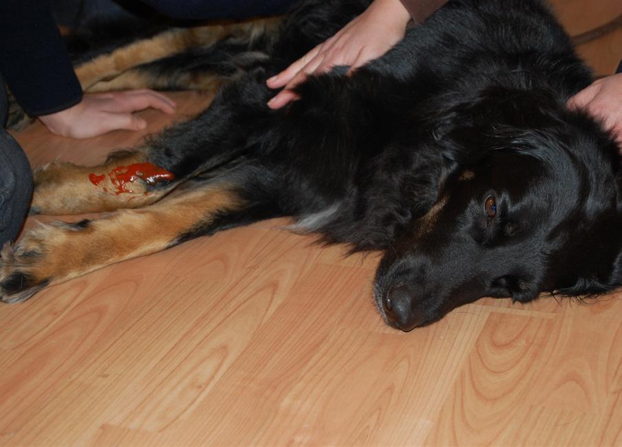 Träff 1 : Att känna igen en frisk hund Den första träffen innefattar kapitel 1 och 2 i kompendiet och handlar om att skapa en grupp och känsla av tillhörighet mellan deltagarna samt en teoretisk